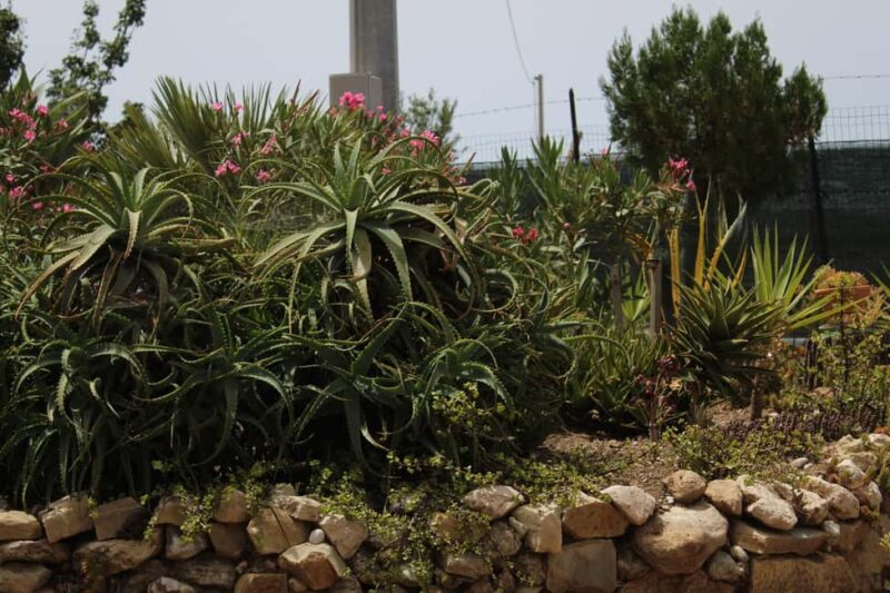 Agrigento: Wine tasting and walk in the vineyards. - Logistics and Practical Details