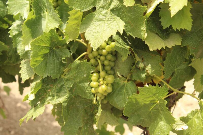 Agrigento: Wine tasting and walk in the vineyards. - What Sets This Tour Apart