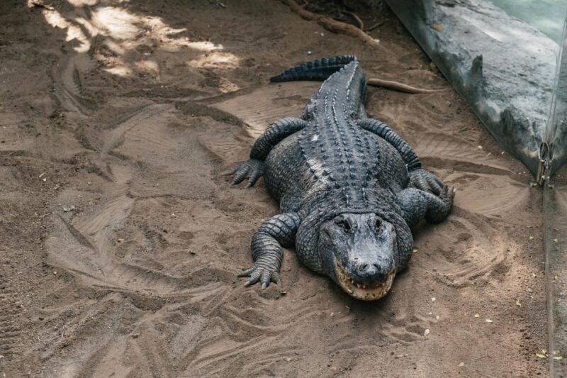 Agüimes: Cocodrilo Park Zoo Entry Ticket - Discover the Largest Alligator Exhibit in Europe