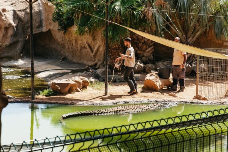 Agüimes: Cocodrilo Park Zoo Entry Ticket - Animal Interactions and Feeding Experiences