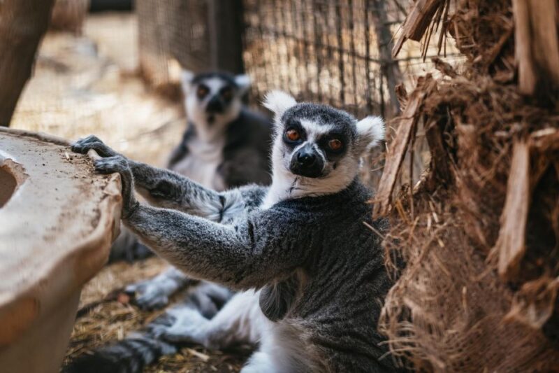 Agüimes: Cocodrilo Park Zoo Entry Ticket - Family-Friendly Facilities and Food Options