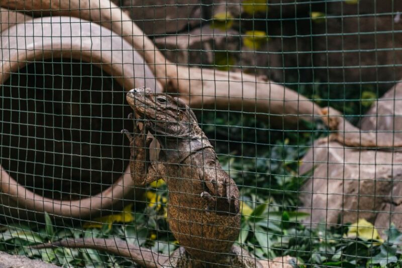 Agüimes: Cocodrilo Park Zoo Entry Ticket - Practical Tips for Visiting Cocodrilo Park