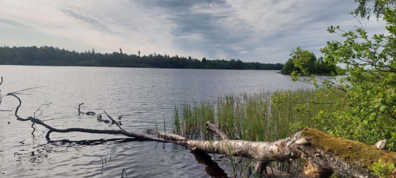 Agunnaryd: Guided Packrafting Tour - Coffee Break in a Quiet Spot with Cinnamon Rolls