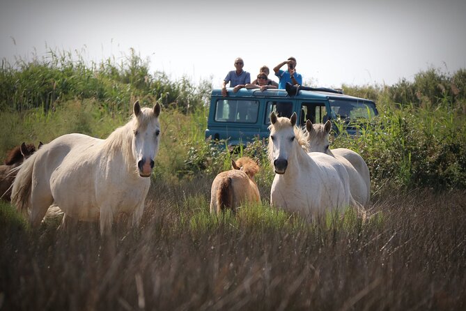 Aigues Mortes: 4x4 photo safari in the Camargue - A Unique 4x4 Photo Safari in the Camargue from Aigues-Mortes