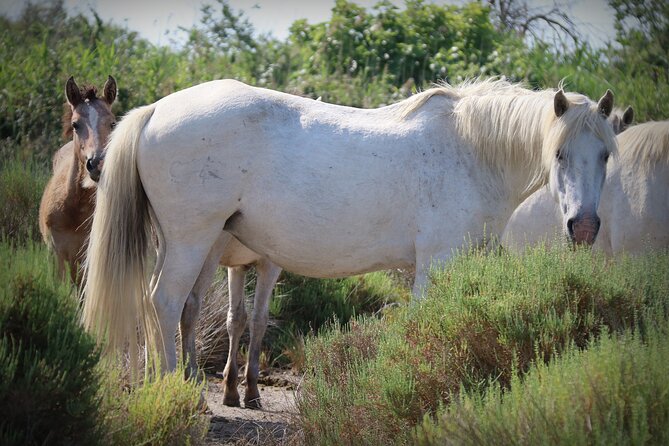 Aigues Mortes: 4x4 photo safari in the Camargue - The Camargue’s Wildlife: Horses, Bulls, and Flamingos
