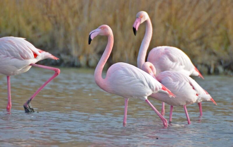 Aigues Mortes: Jeep Photo Safari in Camargue - Key Points