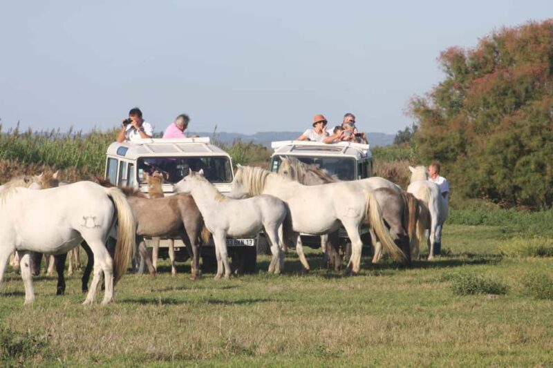Aigues Mortes: Jeep Photo Safari in Camargue - Discover the Camargue on a 4x4 Photo Safari