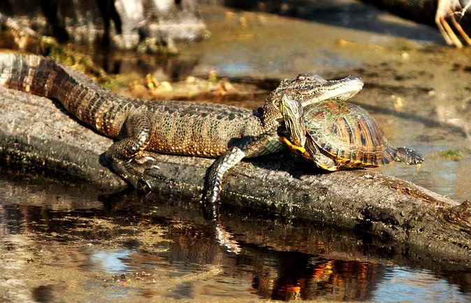 Airboat Ride with Transportation from New Orleans - The Cultural and Natural Highlights of the Barataria Preserve