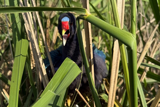 Airboat Swamp Tour with Transportation from New Orleans - Rain or Shine – Weather Impact