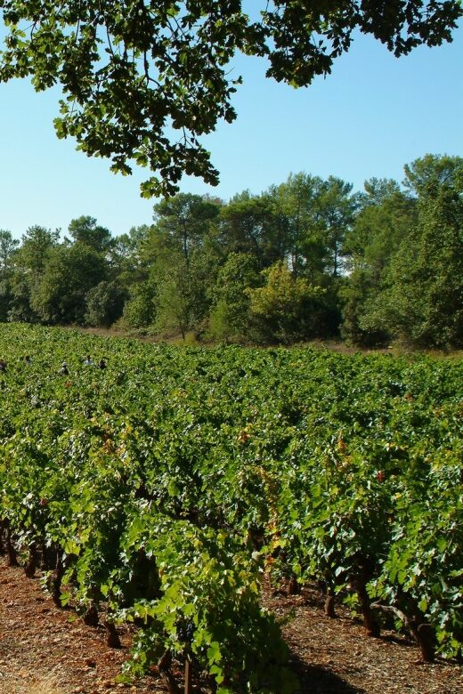 Aix-en-Provence: Half Day Wine Tour in Coteaux d'Aix - Tasting a Diverse Range of Wines