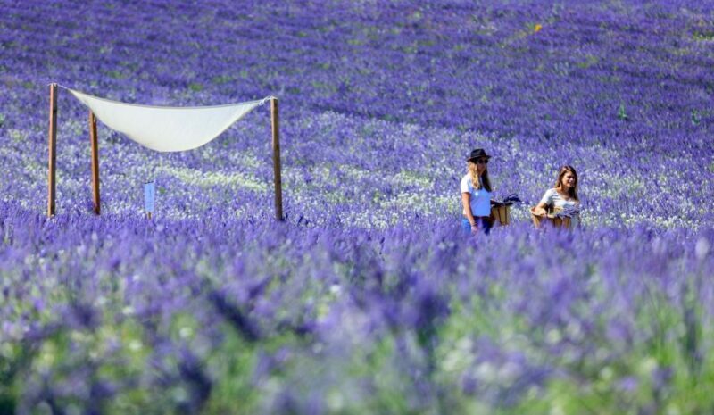 Aix-en-Provence: Lavender Fields Visit - Exploring Terre Ugo’s Lavender Estate in Aix-en-Provence