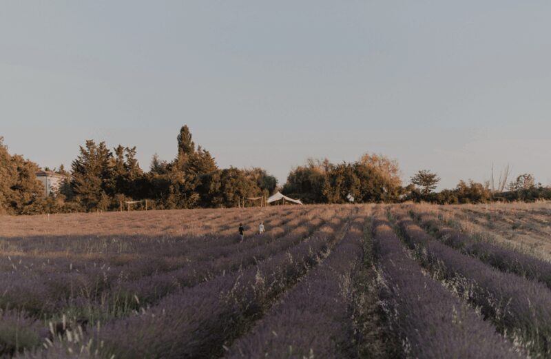 Aix-en-Provence: Lavender Fields Visit - Comparing This Tour with Other Provence Activities
