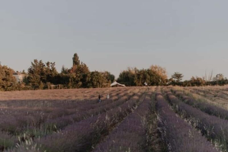 Aix-en-Provence: Visit a Lavender Field + Snacking at TERRE UGO - Key Points