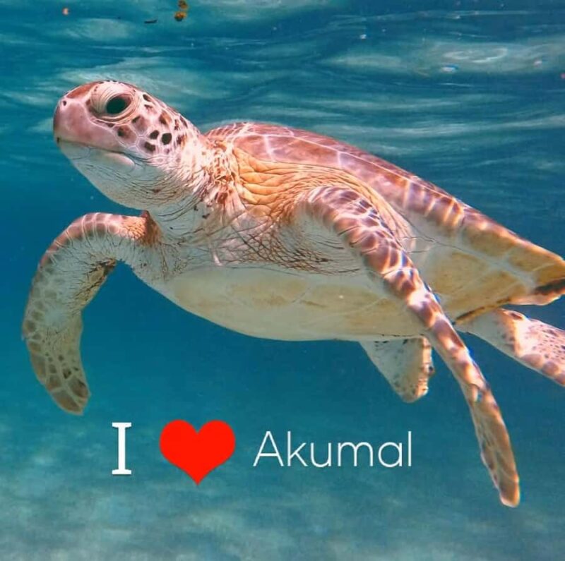 Akumal Beach: Ecologic Turtle Snorkeling Tour & Gopro Photos - Discover the Eco-Conscious Snorkeling Adventure at Akumal Beach