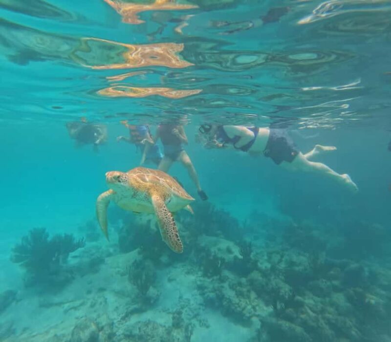 Akumal Beach: Ecologic Turtle Snorkeling Tour & Gopro Photos - Encountering Green Sea Turtles in a Protected Area