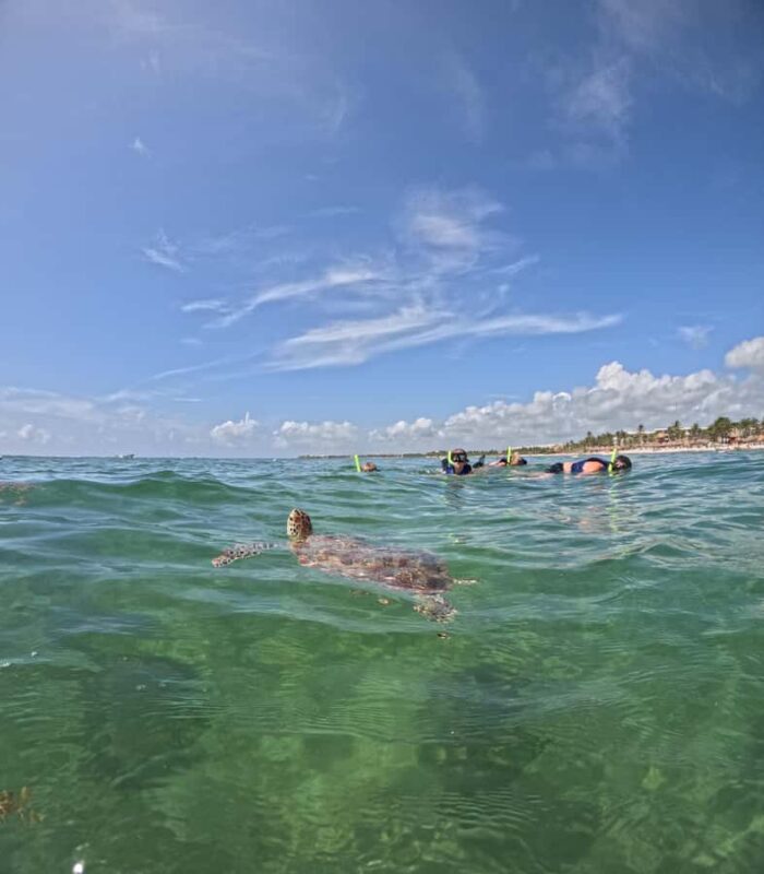 Akumal Beach: Ecologic Turtle Snorkeling Tour & Gopro Photos - Accessibility and Physical Requirements
