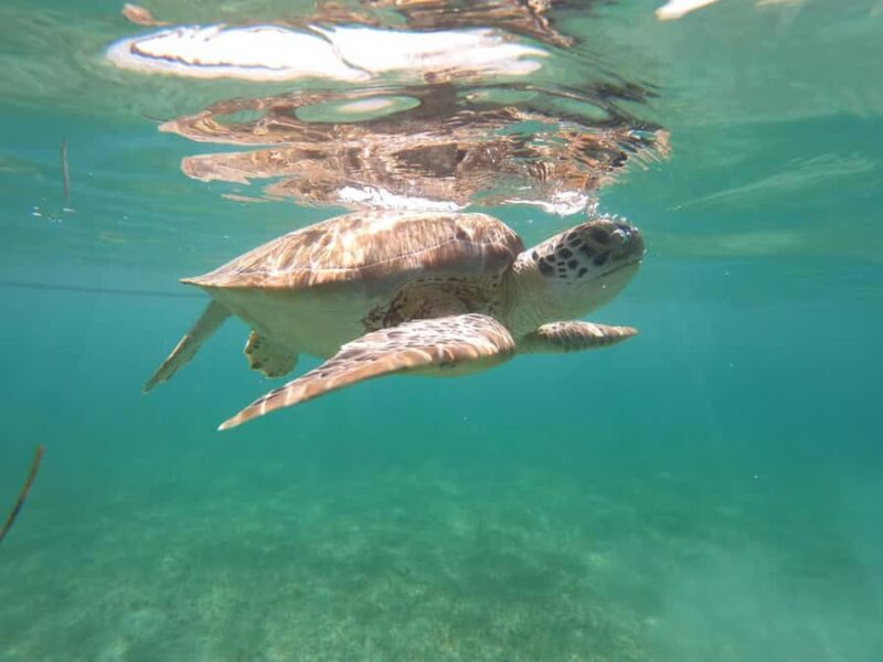 Akumal Beach: Ecologic Turtle Snorkeling Tour & Gopro Photos - Guides and Safety Protocols at Akumal Beach