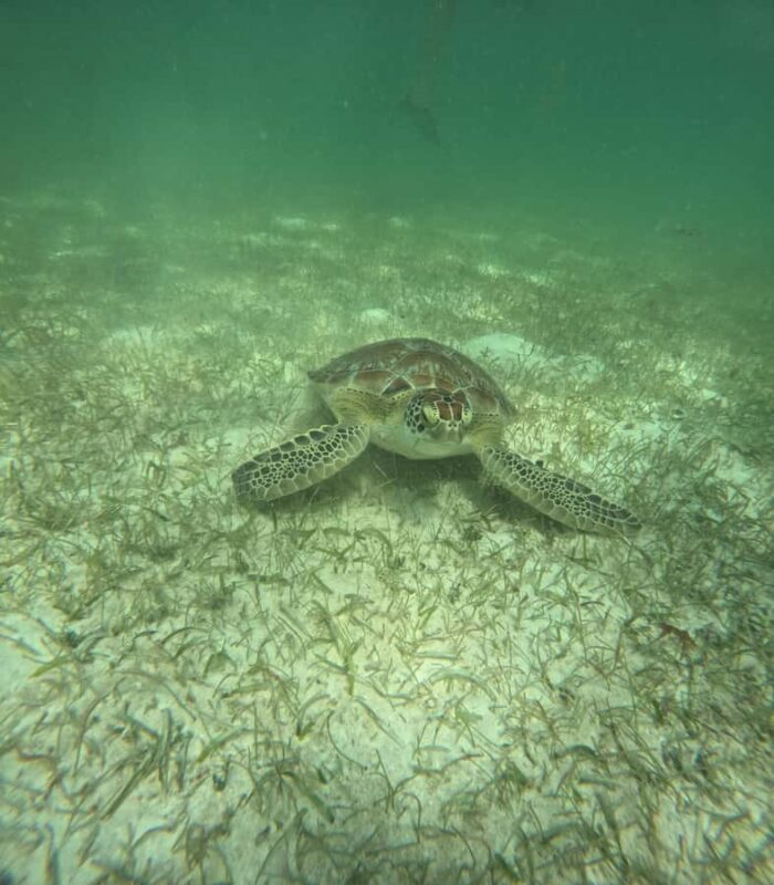 Akumal Beach: Ecologic Turtle Snorkeling Tour & Gopro Photos - Value for Money and Tour Flexibility