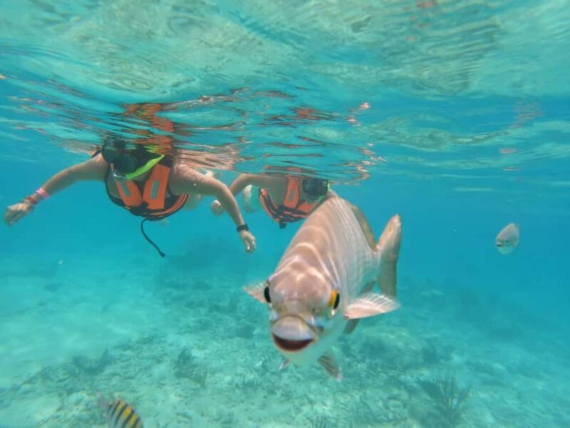 Akumal Beach: Ecologic Turtle Snorkeling Tour & Gopro Photos - Who Will Enjoy This Tour Most?