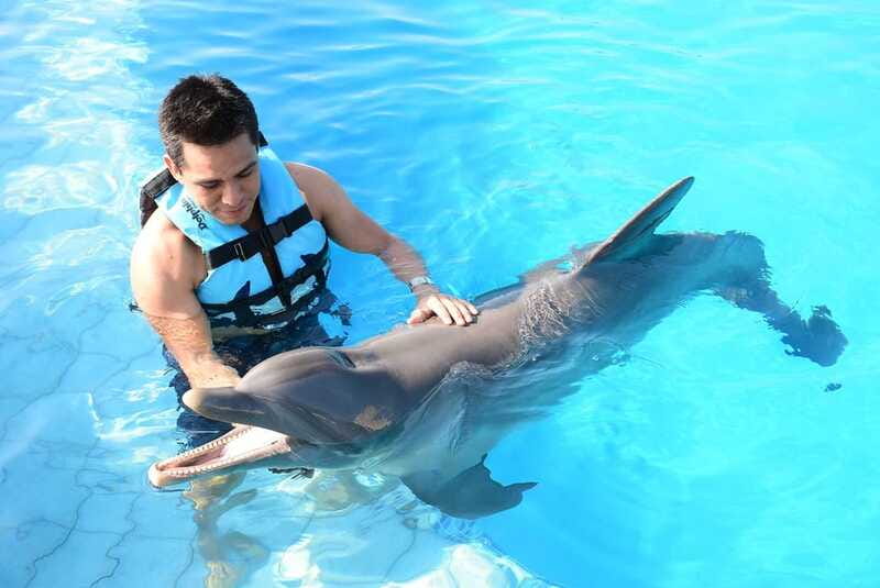 Akumal: Dolphin Encounter - What to Expect During the Dolphin Encounter