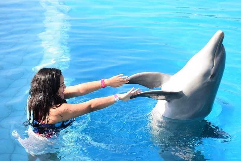 Akumal: Dolphin Encounter - Accessibility and Safety Considerations