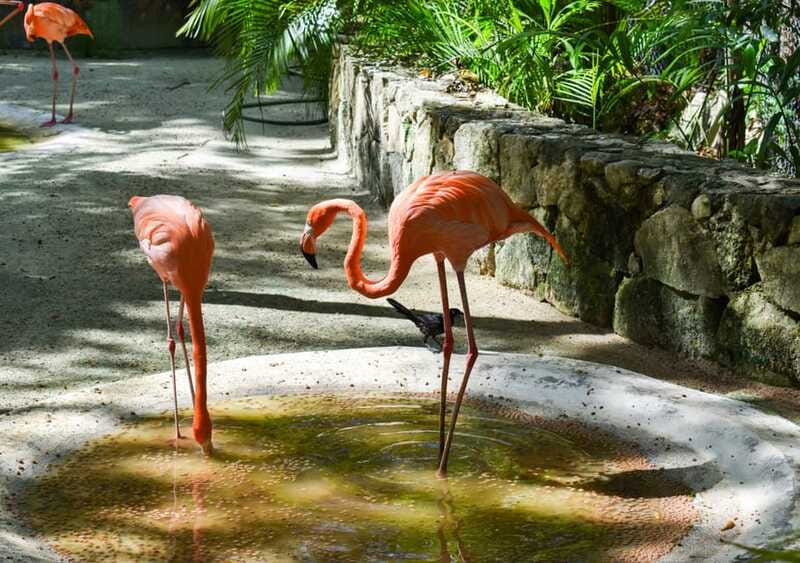 Akumal: Explore the Monkey Sanctuary, ATV Circuit and Cenote - Swimming and Snorkeling in the Cenote