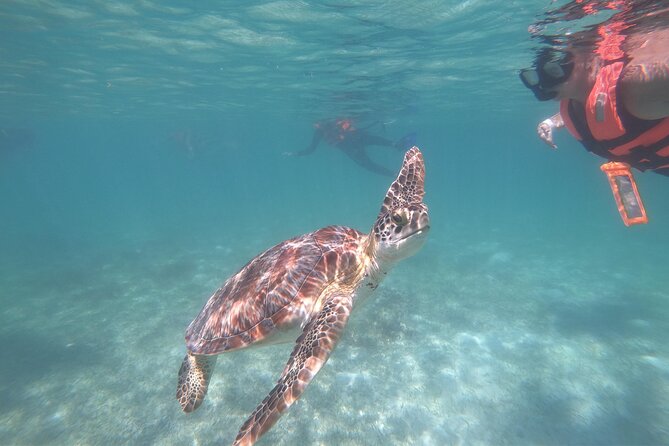 Akumal : Guided Snorkeling with Green Turtles and Corals - Discover the Authentic Charm of Akumal Snorkeling with Green Turtles