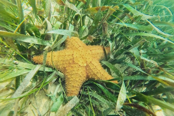 Akumal : Guided Snorkeling with Green Turtles and Corals - The Focus on Conservation and Respectful Interaction