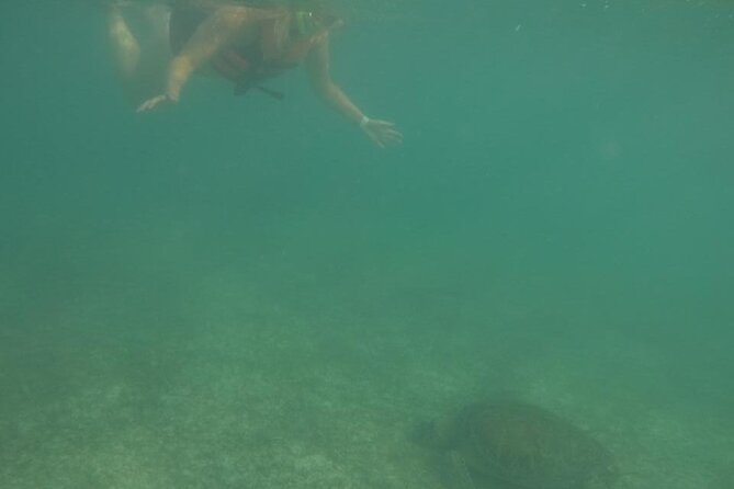 Akumal : Guided Snorkeling with Green Turtles and Corals - Who Will Appreciate This Tour the Most