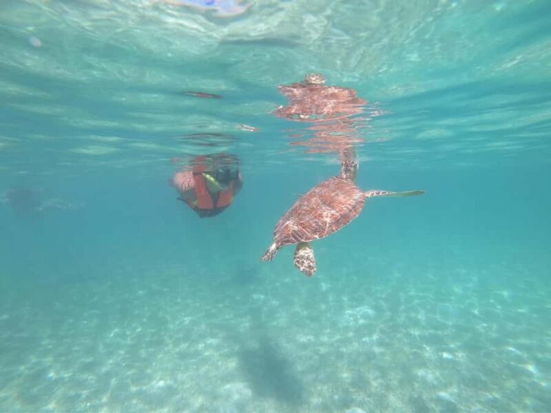 Akumal: Guided Snorkeling with Green Turtles + GoPro Photos - Key Points