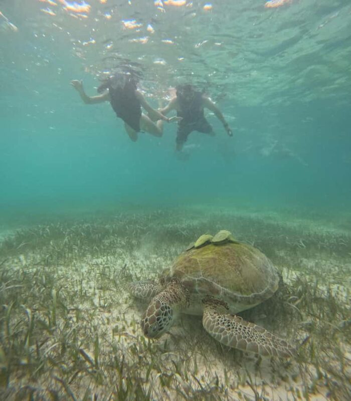 Akumal: Guided Snorkeling with Green Turtles + GoPro Photos - How the Tour Starts at the Akumal Meeting Point
