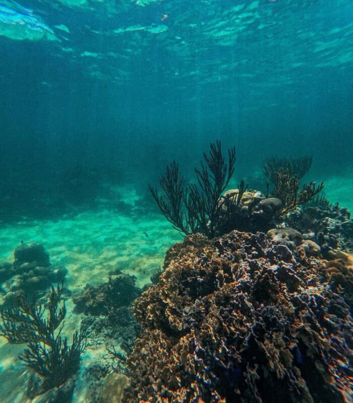 Akumal: Guided Snorkeling with Green Turtles + GoPro Photos - The Snorkeling Experience in Akumal Bay