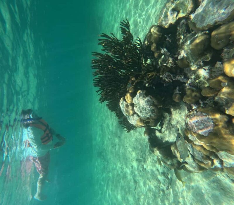 Akumal: Guided Snorkeling with Green Turtles + GoPro Photos - The Digital Photography Service: Capturing Your Marine Moments