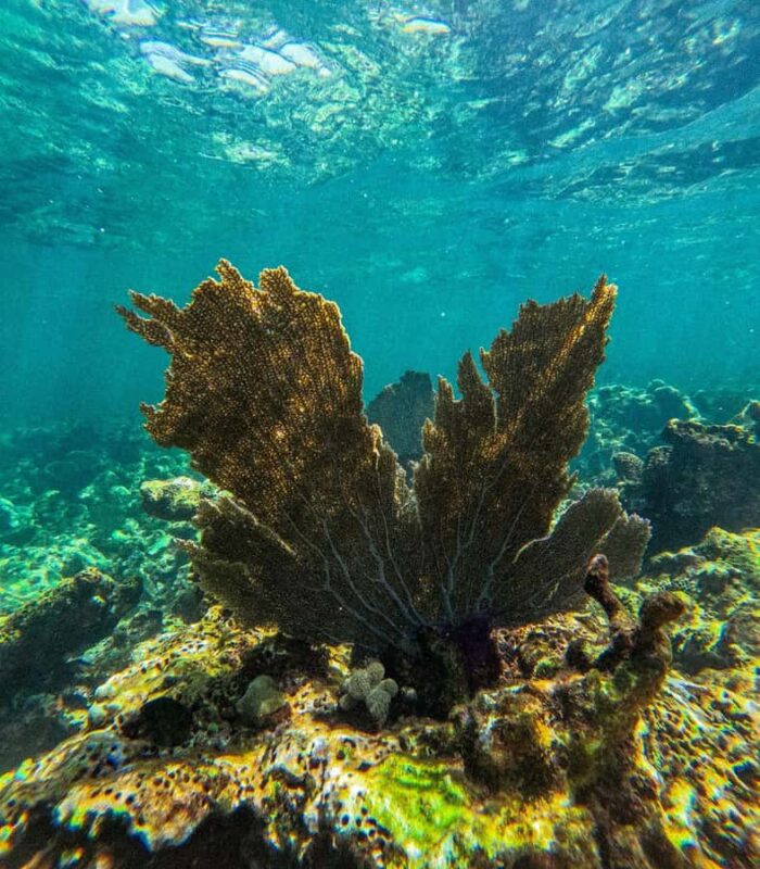 Akumal: Guided Snorkeling with Green Turtles + GoPro Photos - Logistics and Meeting Details