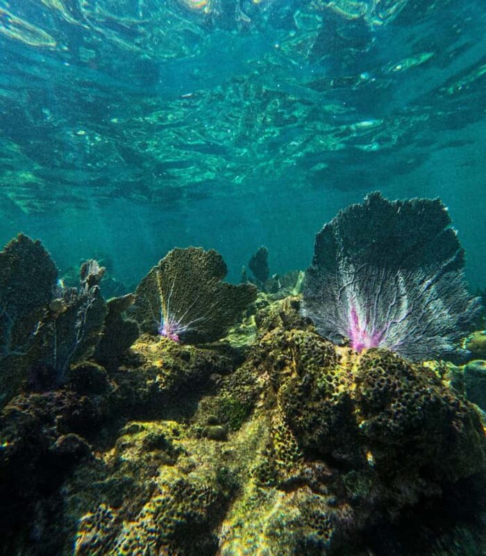 Akumal: Guided Snorkeling with Green Turtles + GoPro Photos - Final Thoughts on the Akumal Guided Snorkeling with Green Turtles