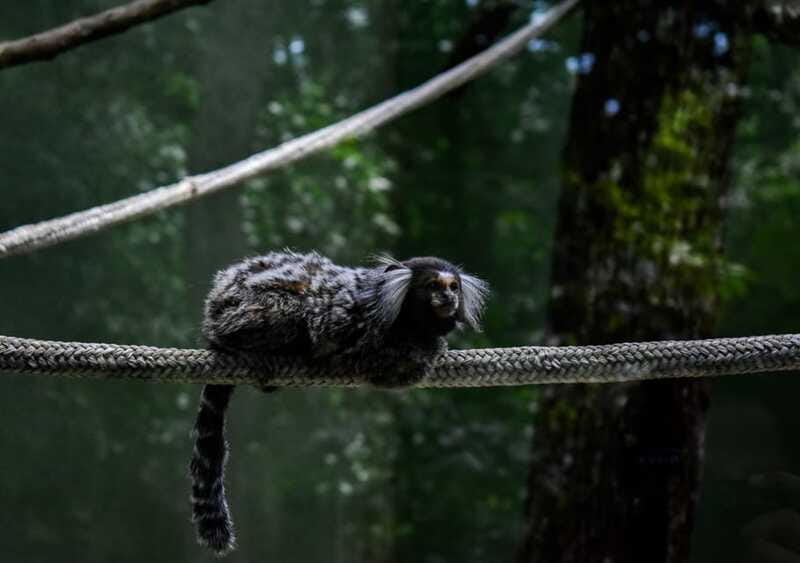 Akumal: Monkey Sanctuary, ATV, Cenote, & Yalku Snorkel Tour - Swimming in a Cenotes Natural Beauty