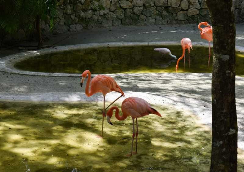 Akumal: Monkey Sanctuary, ATV, Cenote, & Yalku Snorkel Tour - Considerations for Visitors