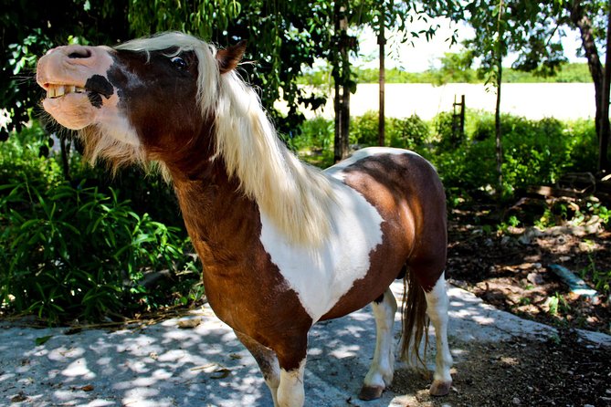 Akumal Monkey Sanctuary - Visiting the Sanctuary During Your Trip: Timing and Pacing