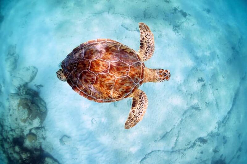 Akumal Reef & Turtle Swim - Discover the Magic of Akumal Reef & Turtle Swim