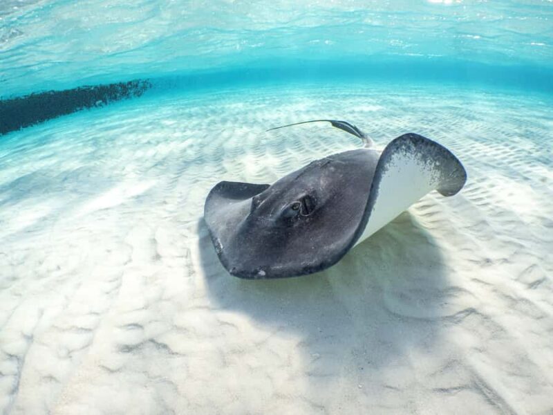 Akumal Reef & Turtle Swim - Key Points