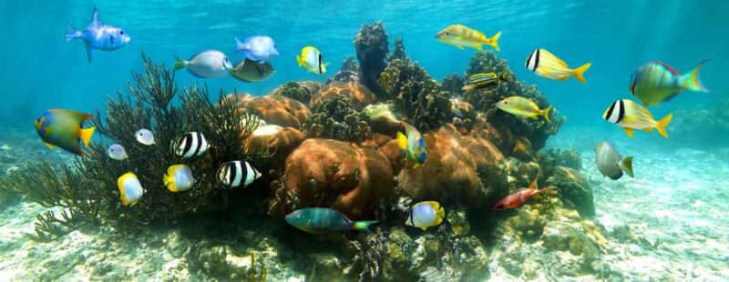 Akumal Reef & Turtle Swim - Snorkeling with Sea Turtles in Akumal Bay