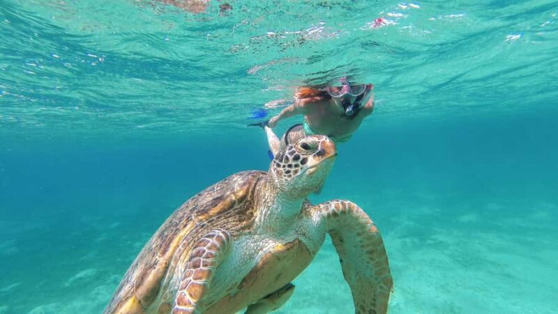 Akumal Reef & Turtle Swim - Practical Details: What to Bring and Wear
