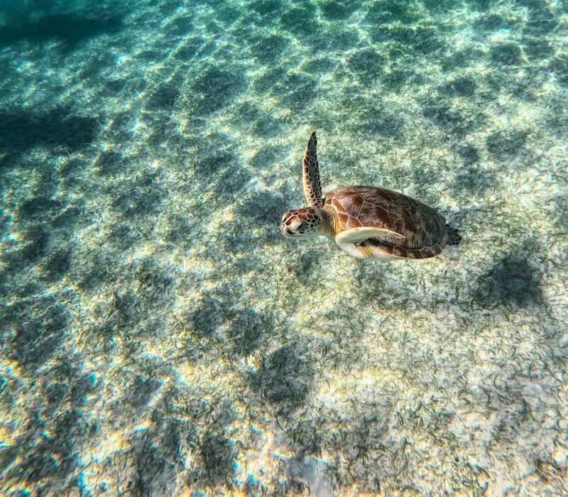 Akumal: Sea Turtles Snorkeling Tour with Park Entry Fee - Key Points