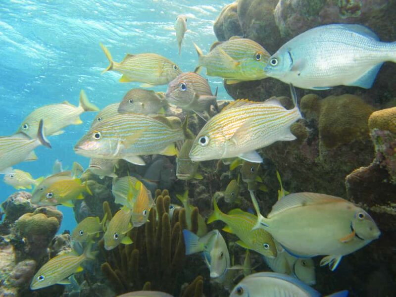 Akumal: Sea Turtles Snorkeling Tour with Park Entry Fee - Frequently Asked Questions