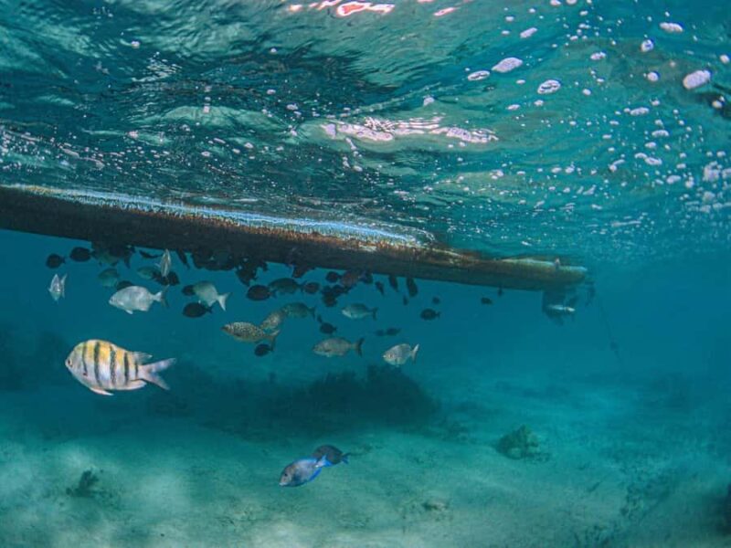 Akumal: Snorkeling and Turtle Watching Tour - Key Points