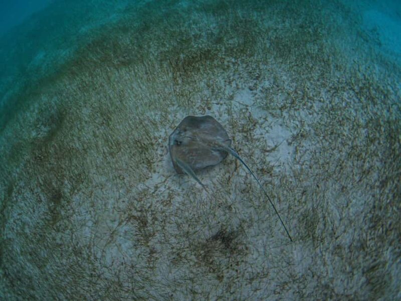 Akumal: Snorkeling and Turtle Watching Tour - Meeting at 7-Eleven Akumal: Your Starting Point for Turtle Encounters