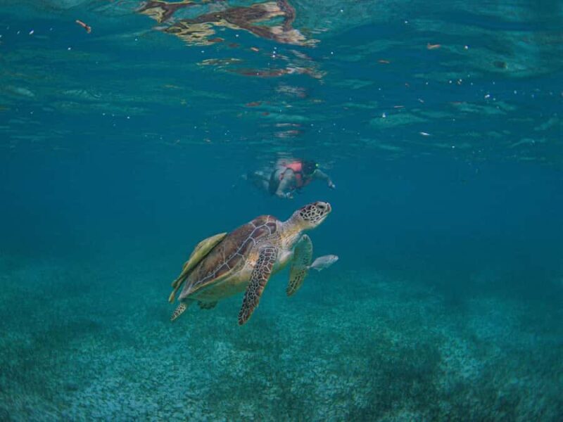 Akumal: Snorkeling and Turtle Watching Tour - The Role of the Certified Guide and Safety Equipment