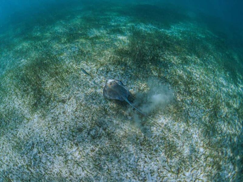 Akumal: Snorkeling and Turtle Watching Tour - The Experience with Marine Life: Turtles, Rays, and Fish