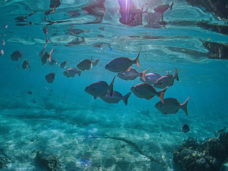 Akumal: Snorkeling and Turtle Watching Tour - Timing and Pacing: When to Book for the Best Experience