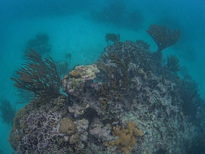 Akumal: Snorkeling and Turtle Watching Tour - Group Size, Personal Attention, and Conservation Focus